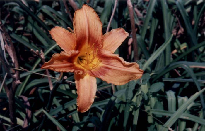 Plant photo of: Hemerocallis 'Gingerbread Man'