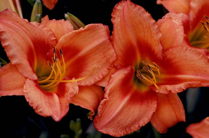 Lee Bea Orange Crush Hybrid Daylily