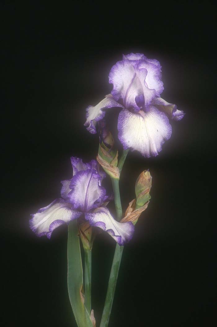 Iris bearded 'Hemstiched'