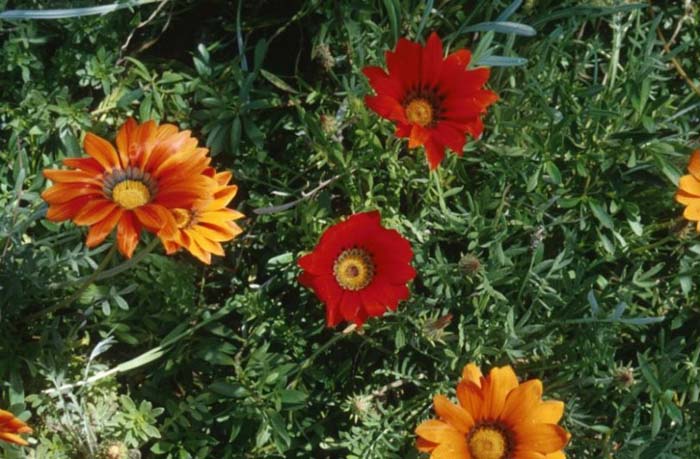 Gazania species