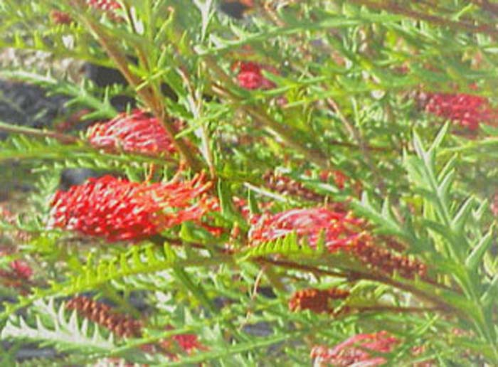 Plant photo of: Grevillea 'Ivanhoe'