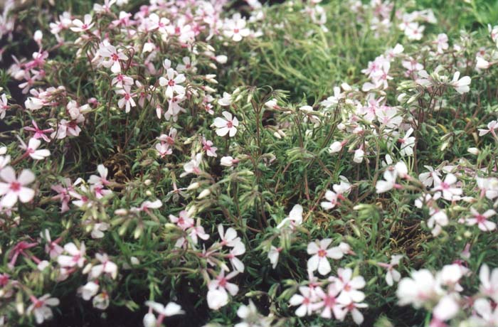 Apple Blossom Moss Phlox