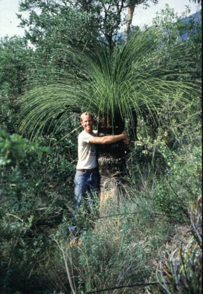 Plant photo of: Dasylirion longissimum