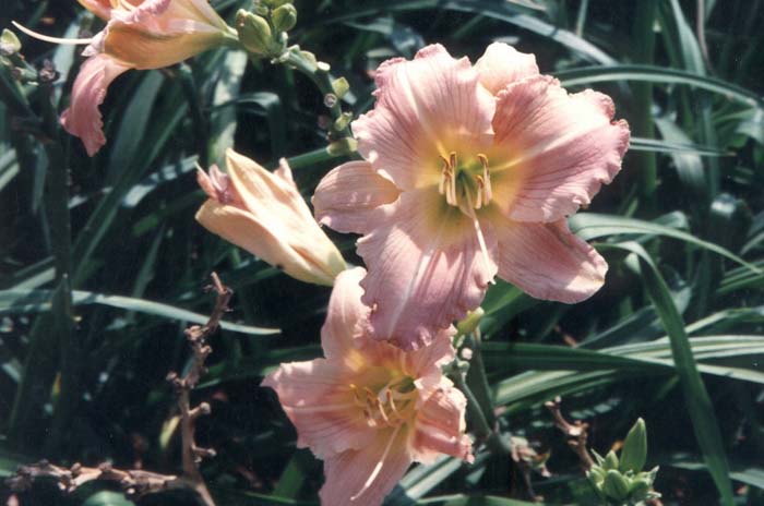 Hemerocallis 'Silk & Heavy'