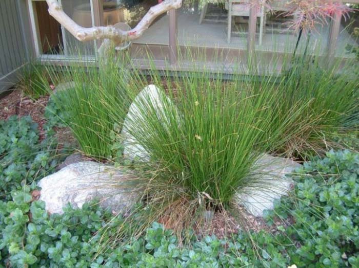 Plant photo of: Juncus acutus