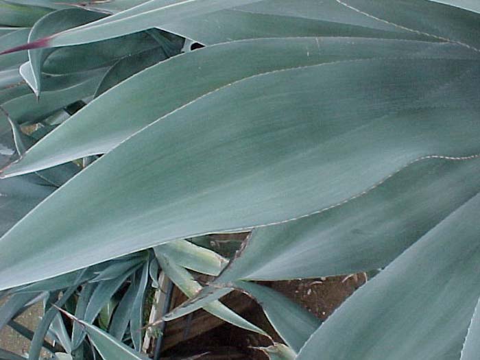 Smooth-edged Agave