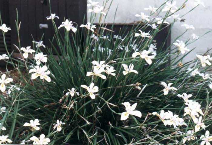 Plant photo of: Dietes vegeta