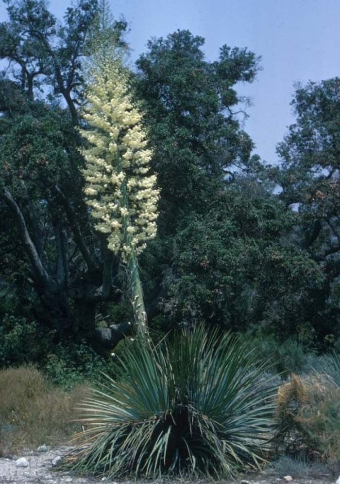 Yucca filamentosa