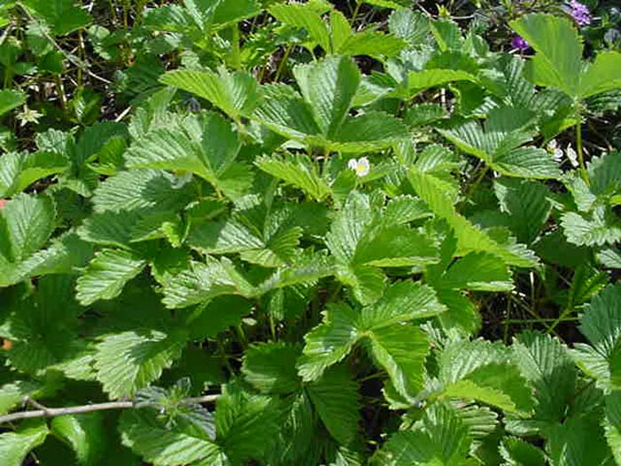 Fragaria californica