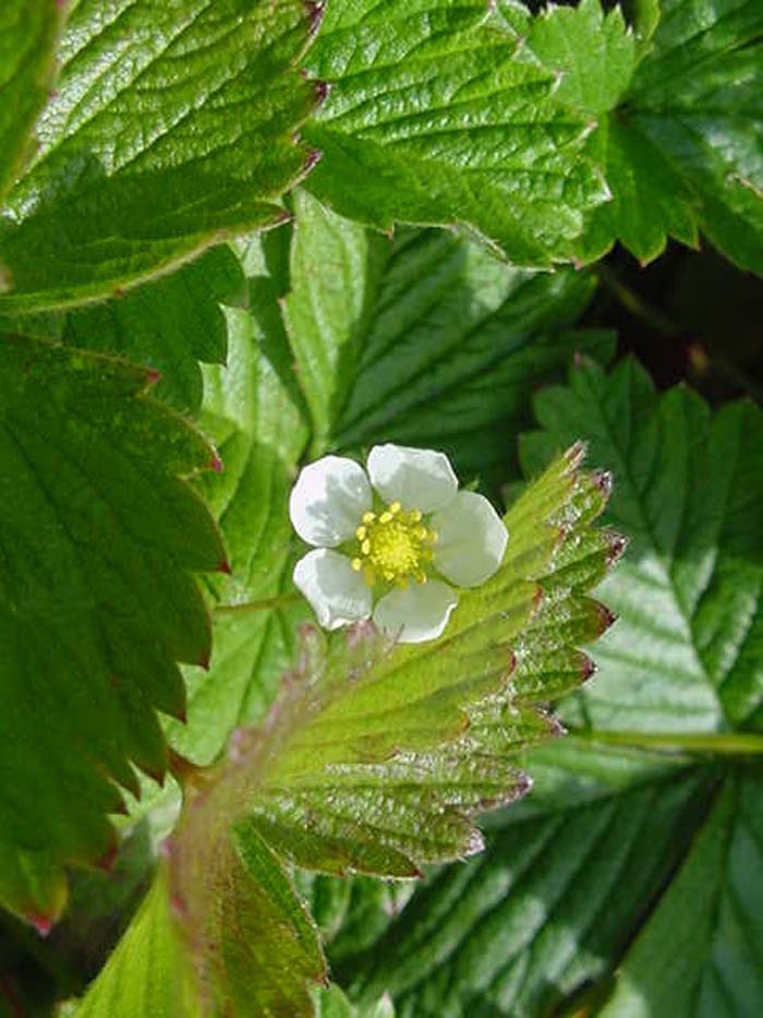 Plant photo of: Fragaria californica