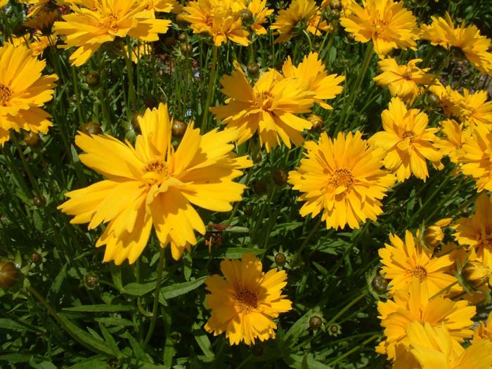 Coreopsis grandiflora 'Double Sunburst'