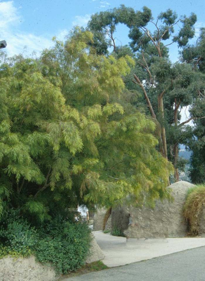 Plant photo of: Acacia cognata