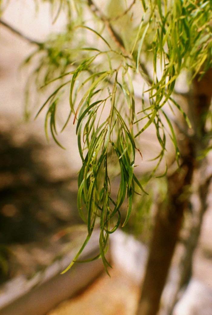 Plant photo of: Acacia cognata