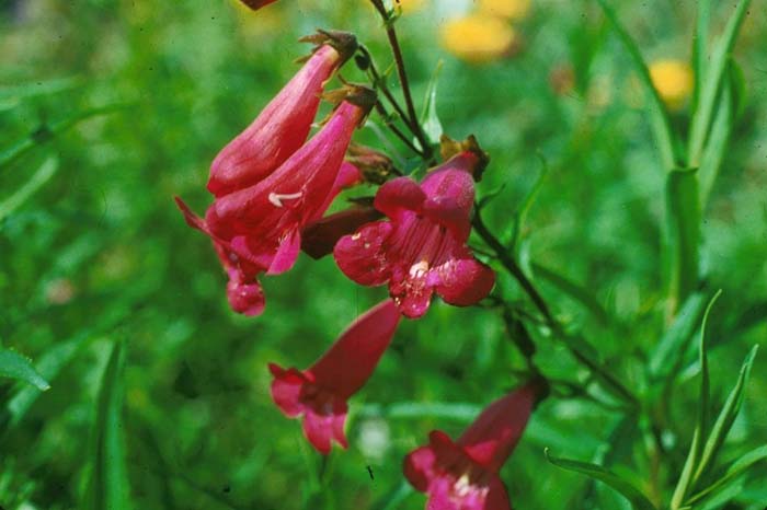 Penstemon gloxinoides 'Cherry Glo'