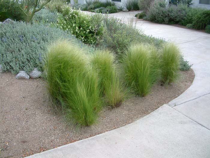 Plant photo of: Stipa tenuissima