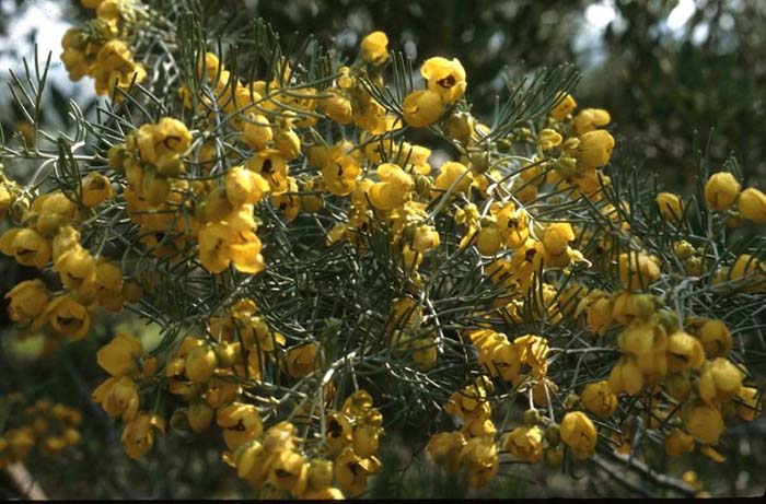 Feathery Cassia