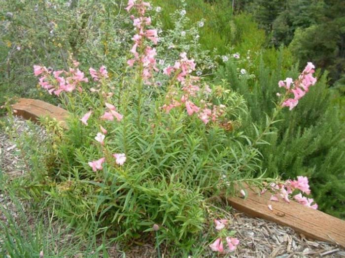 Plant photo of: Penstemon 'Apple Blossom'