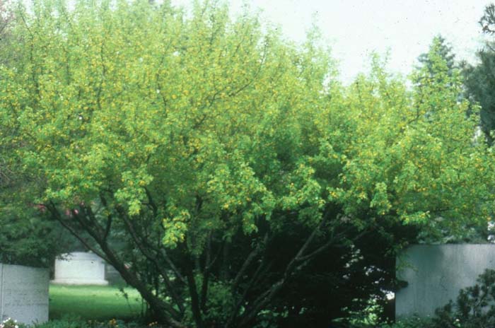 Caragana arborescens