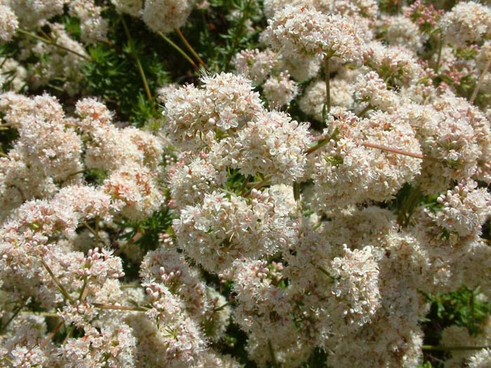 Plant photo of: Eriogonum fasciculatum