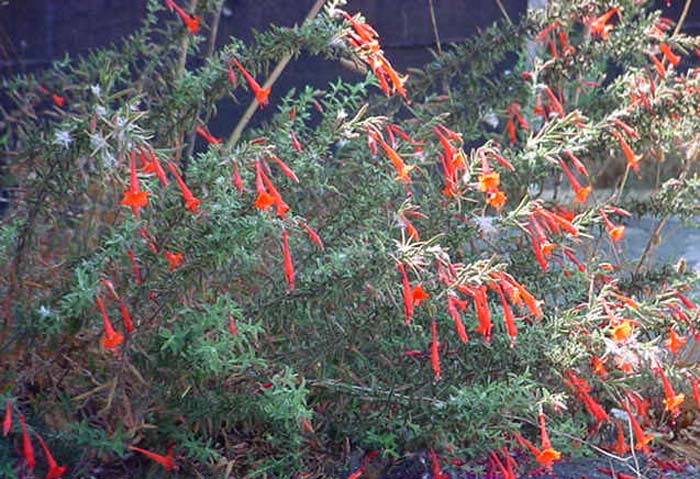 Zauschneria californica