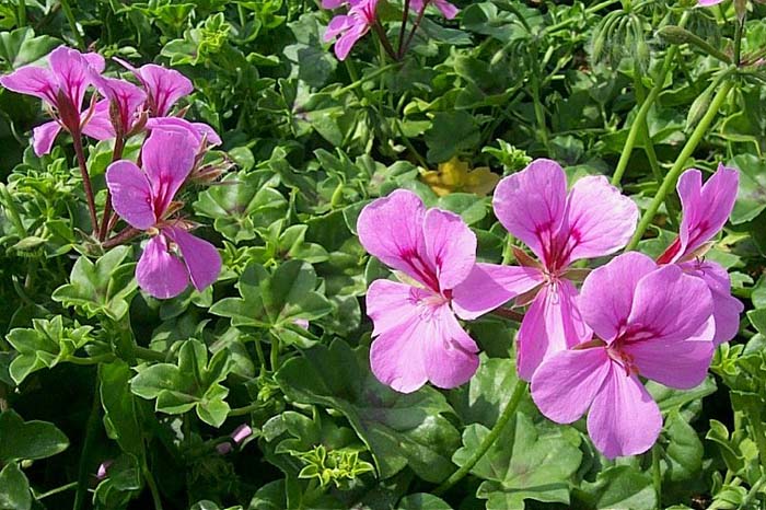 Plant photo of: Pelargonium peltatum