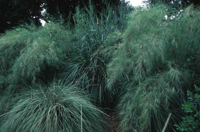 Bamboo Muhly