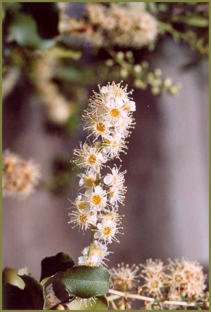 Prunus ilicifolia