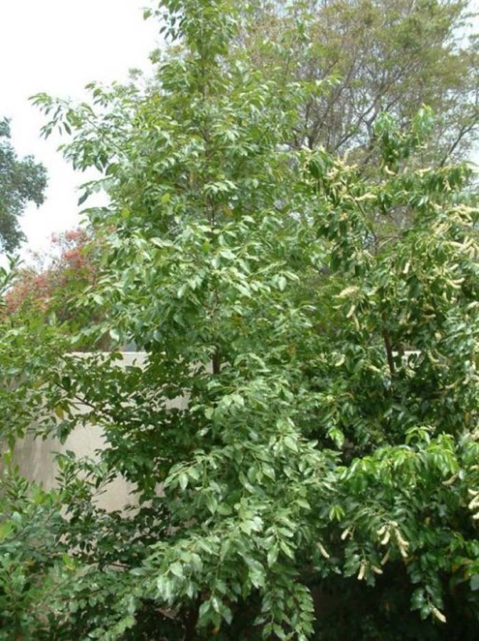 Plant photo of: Prunus ilicifolia