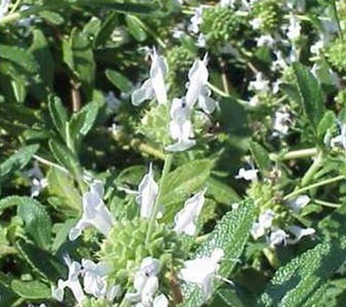 Plant photo of: Salvia mellifera 'Tierra Seca'