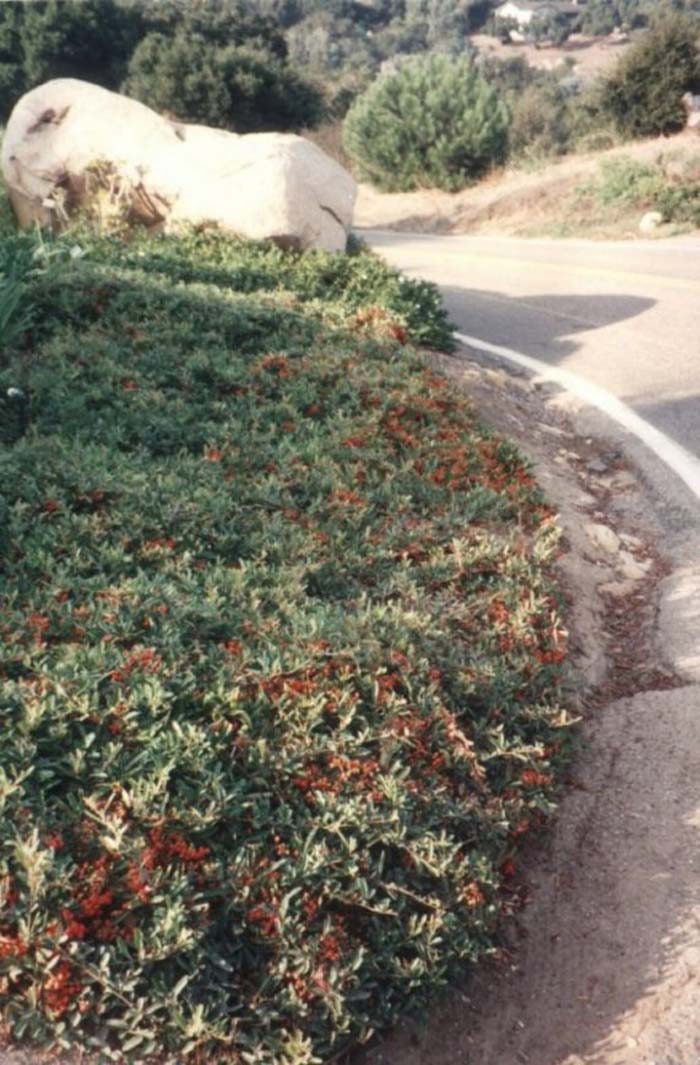 Plant photo of: Pyracantha 'Santa Cruz'