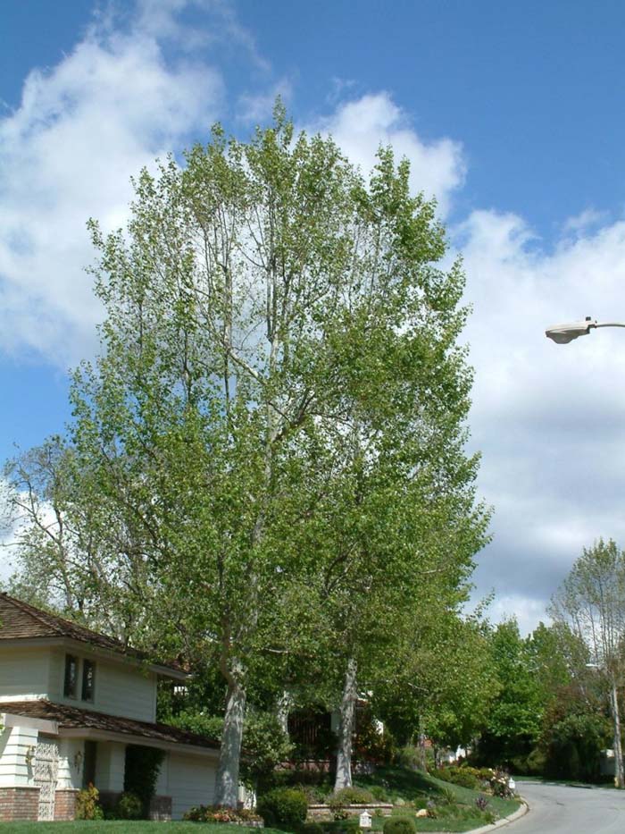 Plant photo of: Platanus racemosa