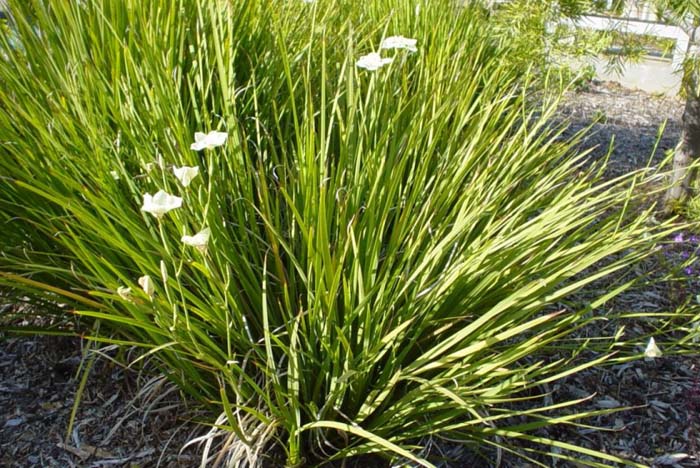 Plant photo of: Dietes bicolor