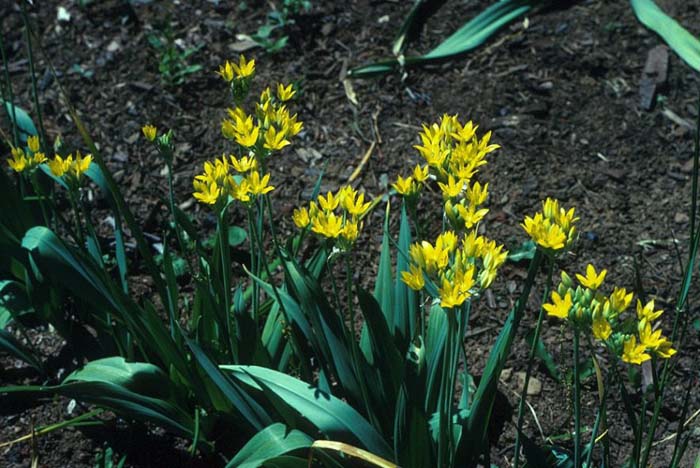 Golden Garlic