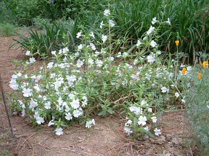 Plant photo of: Mimulus 'Verity White'