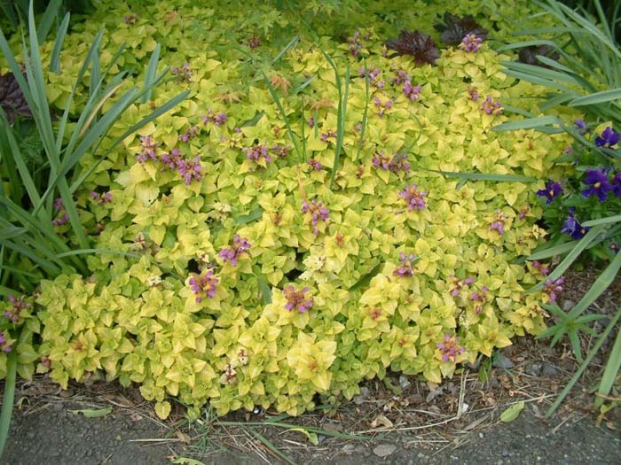 Yellow Dead Nettle