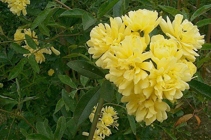 Banksia Rose