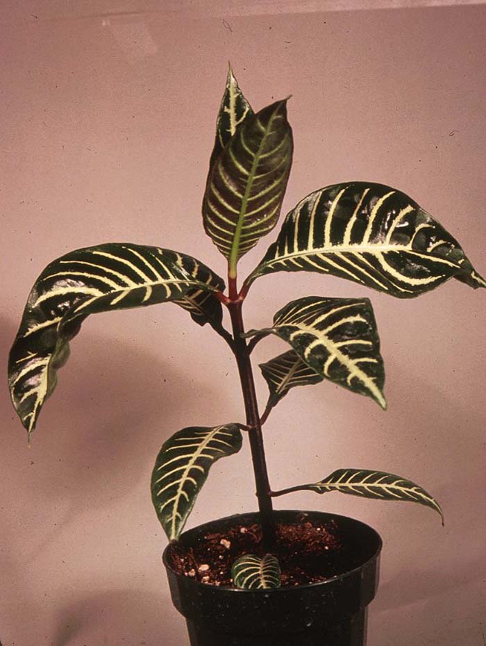 Aphelandra squarrosa