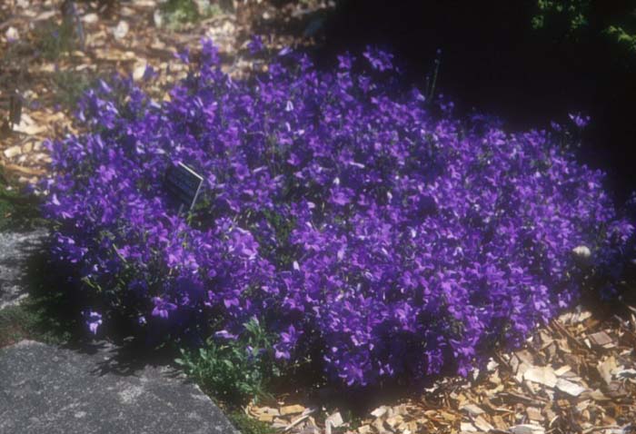 Plant photo of: Campanula portenschlagiana