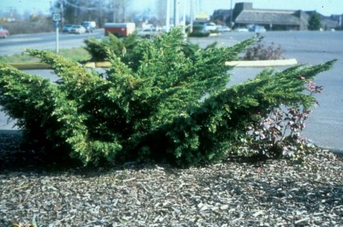 Juniperus chinensis 'Pfitzeriana'