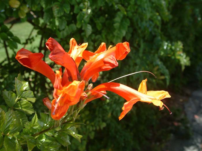 Climbing Penstemon