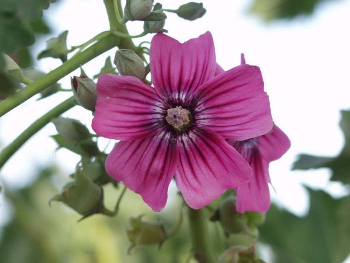 Lavatera assurgentiflora 'Purisima'