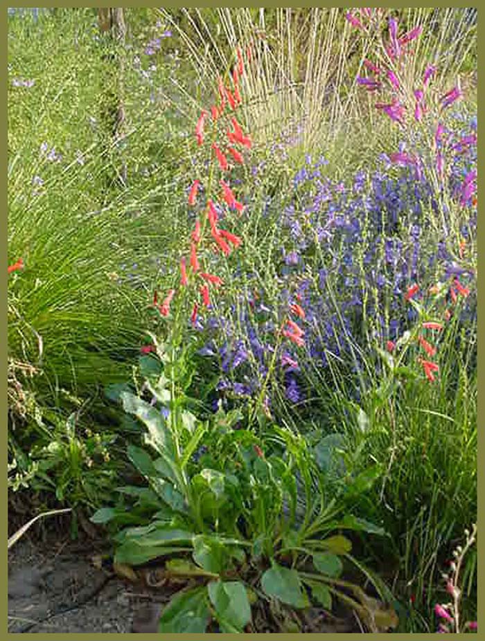 Penstemon centranthifolius