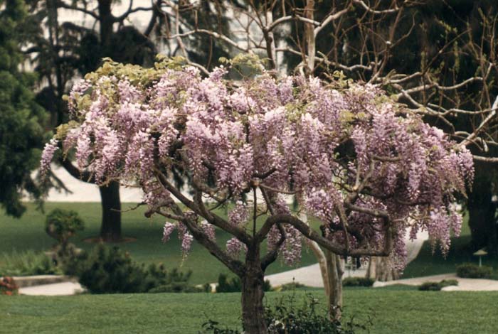 Wisteria floribunda 'Rosea'