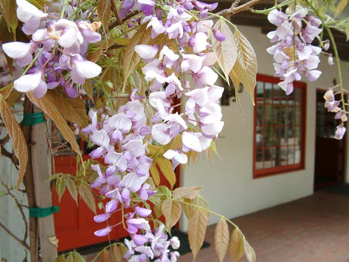 Plant photo of: Wisteria floribunda 'Rosea'