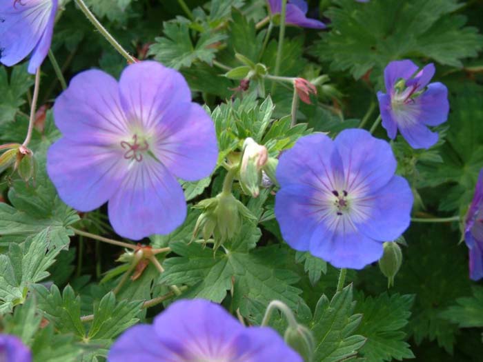 Geranium 'Rozanne'