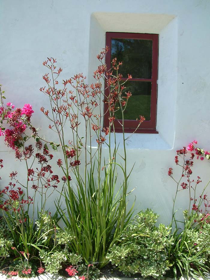 Anigozanthos flavidus 'Tall Red'