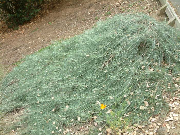 Plant photo of: Artemisia californica 'Canyon Gray'