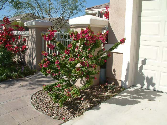 Plant photo of: Bougainvillea spectablis 'Torch Glow'