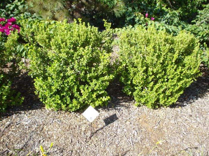 Japanese Boxwood