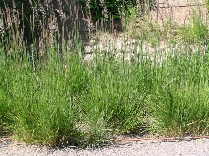 Plant photo of: Calamagrostis X acutiflora 'Karl Foerste